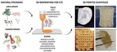  Alginate ¡Un Polímero Natural con Aplicaciones en la Regeneración Tisular!